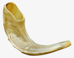 Small Ram Horn Shofar - Shofar