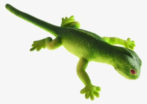 Lenny - Carolina Anole