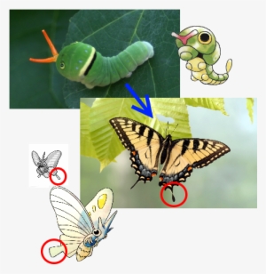 Butterfree - Venonat