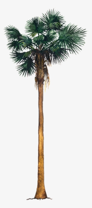 Palmera Washingtonia Robusta Png