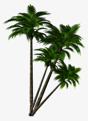 Imágenes De Palmeras - Roystonea