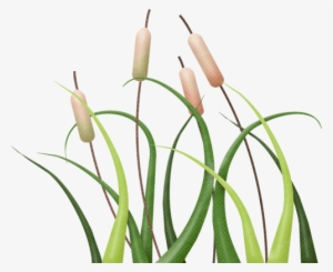 Cattails - Ceratostylis