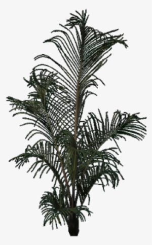 Attalea Speciosa
