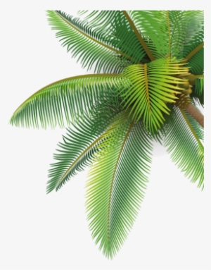 Palm Tree Clipart Png