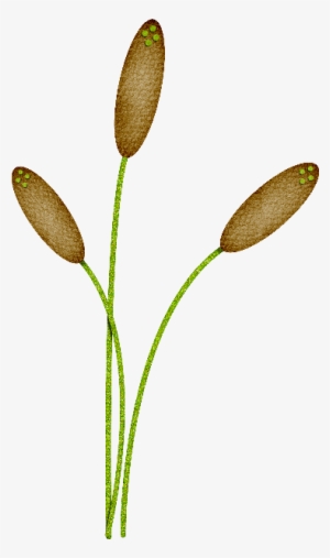 Free Cattails Png - Drawing