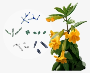 Mimulus Auriantiacus And A Variety Of Yeast Species - Borage Family