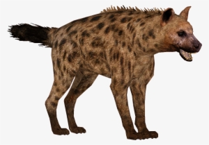 Hyena Png - Hyena Png Transparent
