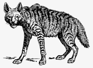 Hyena Drawing - Hyena Clipart Black And White