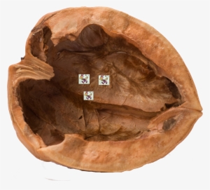 Lsd In A Nutshell - Life In A Nutshell Pun