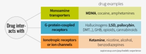 Drugs Classification By Monoamine Transporter, G-protein - Mdma Compared To Lsd