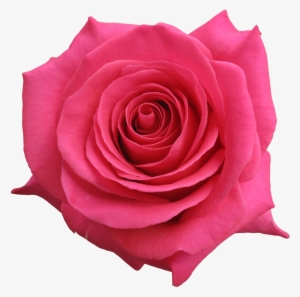 Rose Pink Floyd - Rose