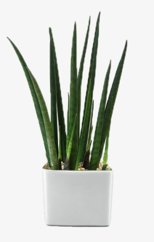 Rent A Plant Main - Houseplant