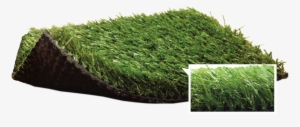 Grand-champion - Blue Grass Landscape