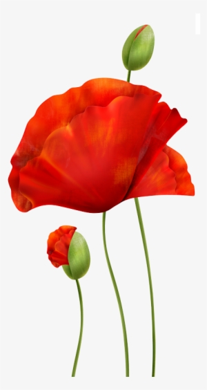 Poppies - Poppie Png