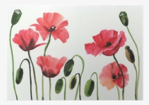 Papavero Watercolor