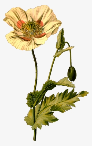 This Free Icons Png Design Of Opium Poppy