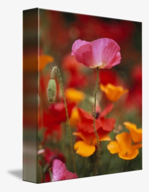 Iceland Poppies Papaver Nudicaule In A Field - Iceland Poppies Fidalgo Island Washington State Rolled