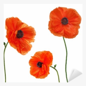 Poppy Transparent White Background - Transparent Background Poppy Png