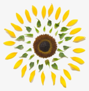 Photography Cute Cool Omg Flower Colors Yellow Transparent - Disassembled Flower