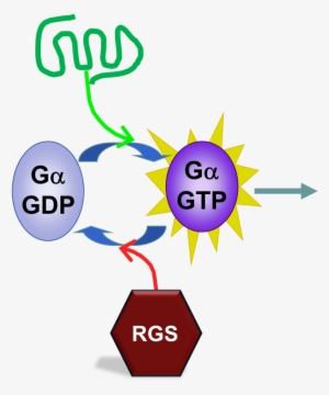 University Of Georgia