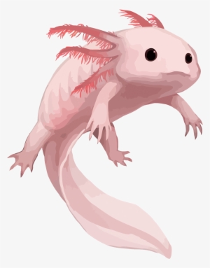 Image Result For Axolotl - Axolotl Drawing Png