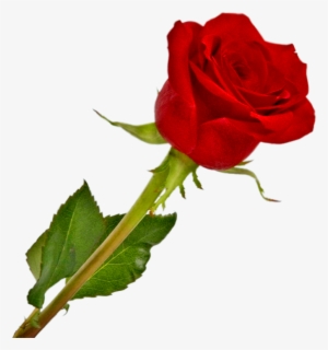 Rosa Vermelha Em Png Vetorizado Queroimagem Ceiã§a - Imagem De Uma Rosa