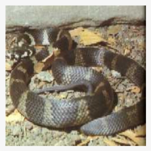 Stephen's Banded Snake - Snakes