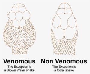 Venomous Snake Identification - Snake Head Shape Poisonous