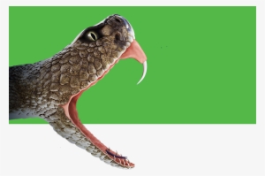 Rattlesnake Clipart Venomous Snake - Crofab