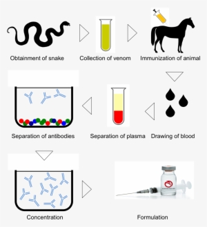 Schematic Representation Of Serum-based Antivenom Production - Antivenom Production
