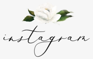 Instagram - Rosa Glauca