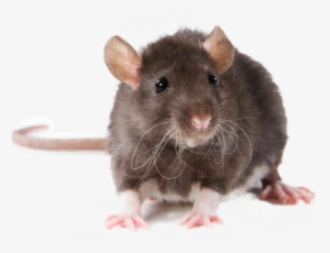 Pest Control Rat