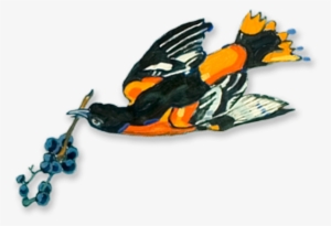 Orange - " - Illustration