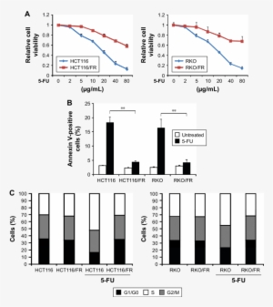 Generation Of 5 Fu Resistant Hct116 And Rko Cells - Cell