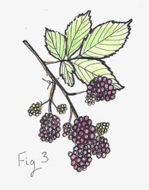 Illustration Of A Blackberry Branch - Blackberry Branch