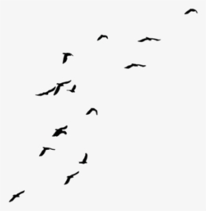 Birds Png Fils - Transparent Background Fly Bird Png