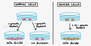 Clip Art Free Library Cancer Clipart Body Cell Free - Cell Cycle Cancer Cartoon