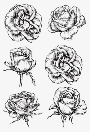 Graphic Rose Flower Black And White Roses Transprent - Black And White Roses Png