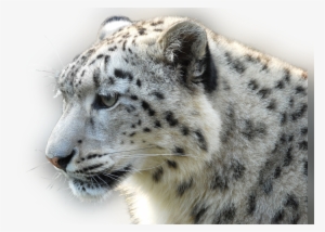Color Palette Ideas From Snow Leopard Terrestrial Animal - Wolf And Snow Leopard