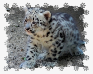 Bleed Area May Not Be Visible - Cafepress Paw Prints Calendar