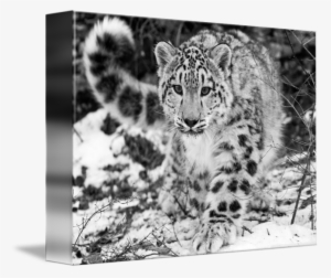 A Snow In The - Snow Leopard In The Winter Snow Mugs