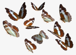 Real Butterfly Cliparts - Butterfly Png