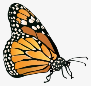 Danaus Plexippus - Real Butterfly Vector Png