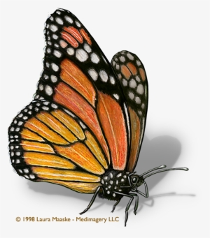Scientific Illustration - Monarch Butterfly Scientific Illustration
