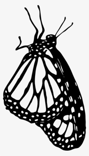 Monarch Butterfly At Rest Outline Svg Clip Arts 342