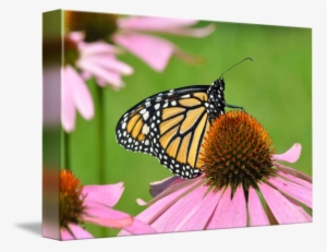 Coneflower Drawing Butterfly - Monarch Butterfly