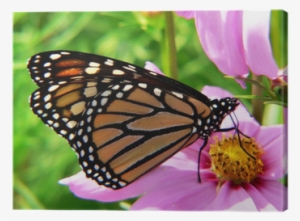 Closeup Of A Monarch Butterfly Canvas Print • Pixers® - Minibeasts: Science Cd Resource Pack