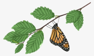 Monarch On Branch - Brookside Gardens