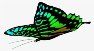 Free Butterflies Drawings - Green Butterfly In Flight