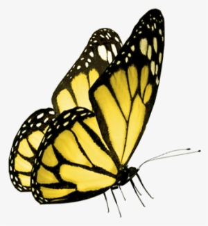 0 Ed706 1c0cacc3 Orig - Borboleta Preta E Amarela Png